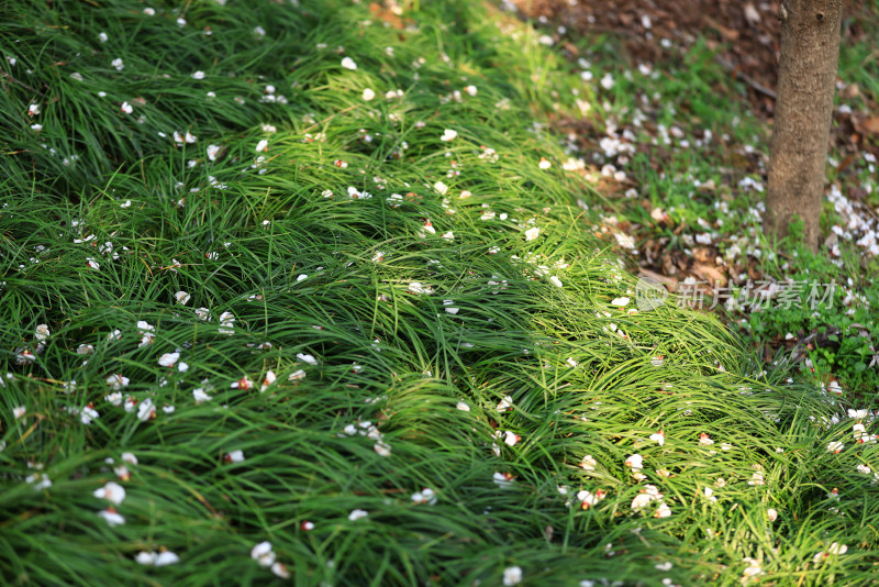 草地上凋零的花瓣