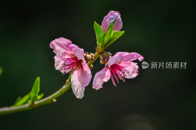 粉色桃花特写