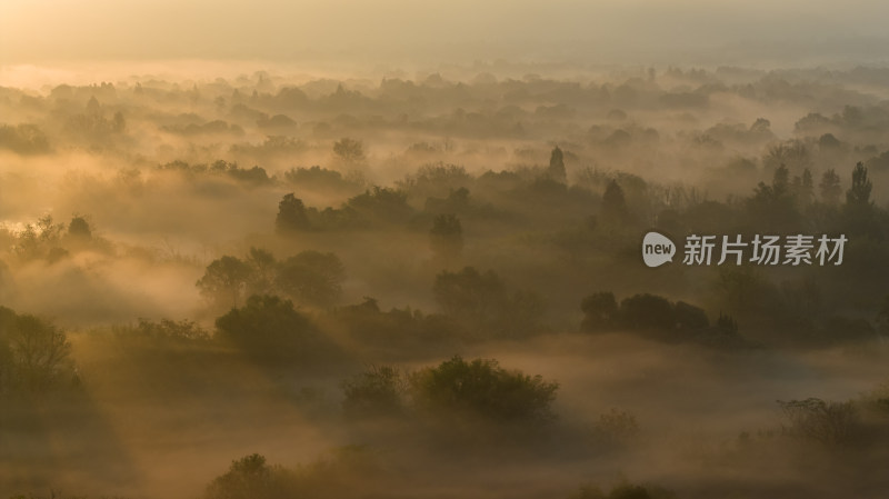 杭州西溪湿地 云雾缭绕 唯美仙境