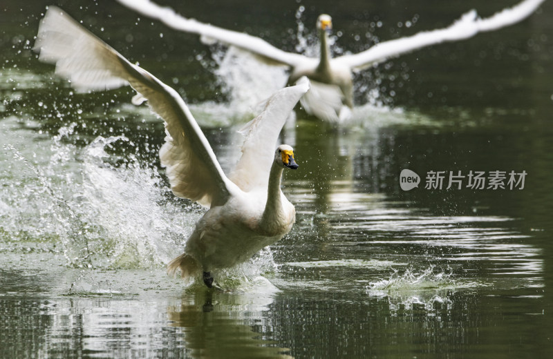 北京,野生动物园白天鹅