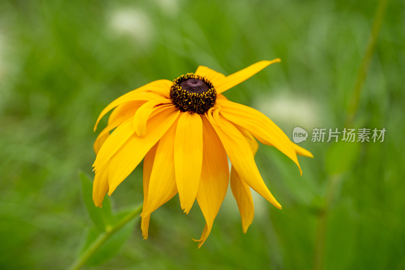 园艺植物黑心菊微距特写