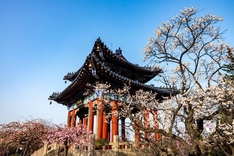 南京明孝陵梅花山梅花开