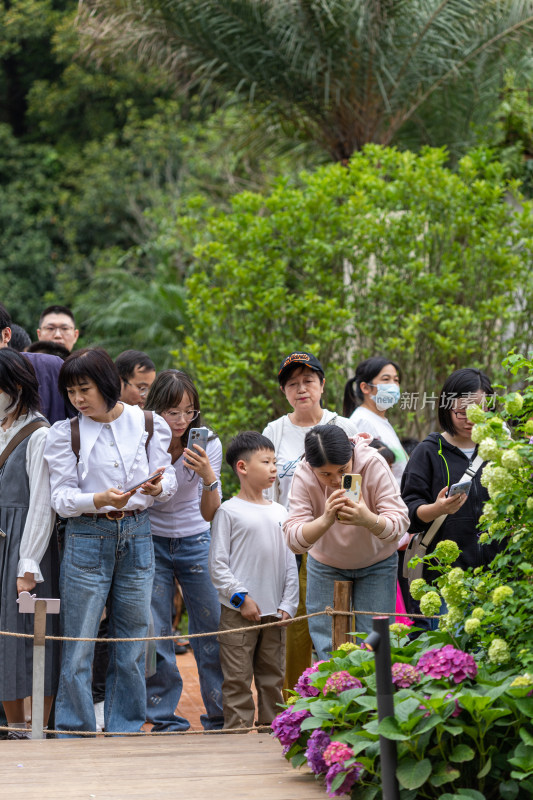 深圳仙湖植物园花展