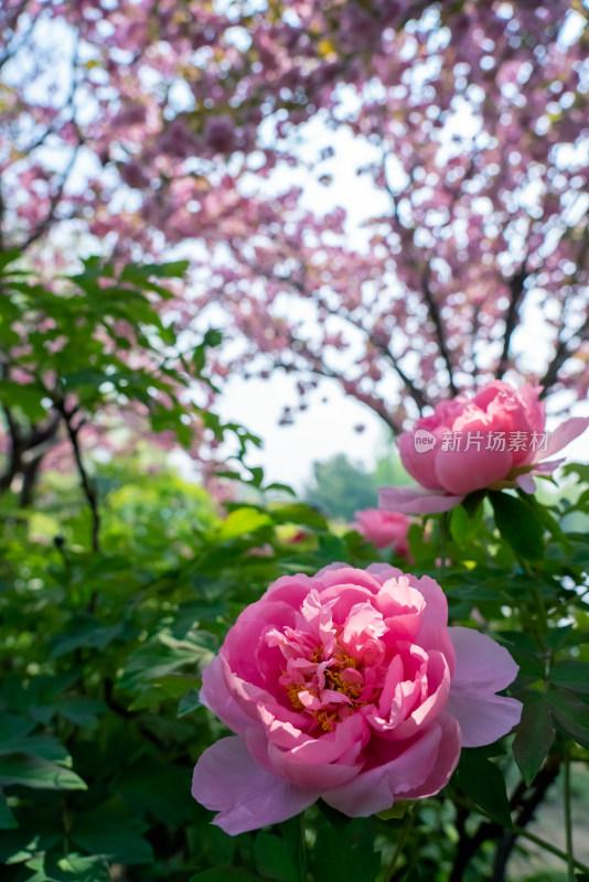 春天洛阳公园内大片盛开的牡丹花