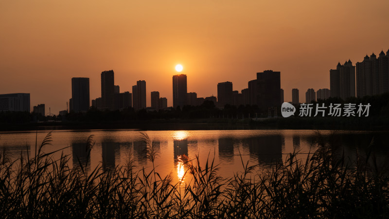 城市湖边芦苇夕阳