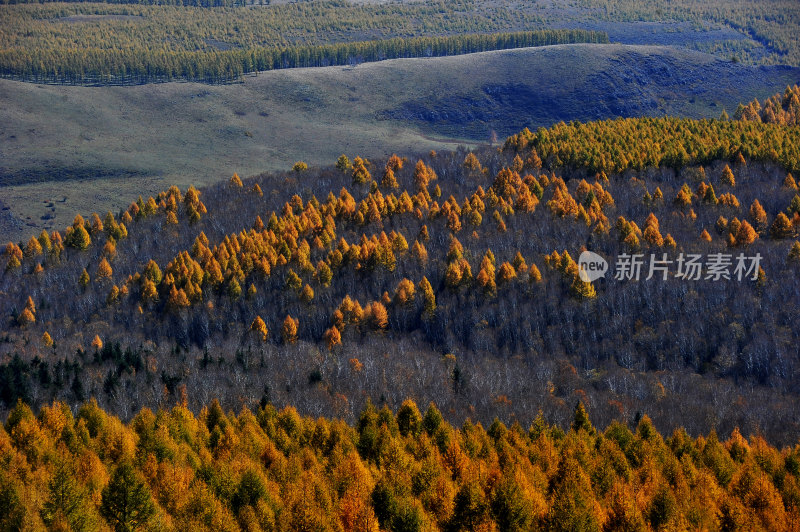 秋日坝上塞罕坝国家森林公园风景承德旅游