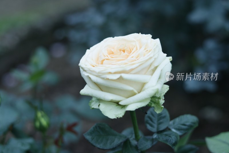 黄色月季花 橙色月季花