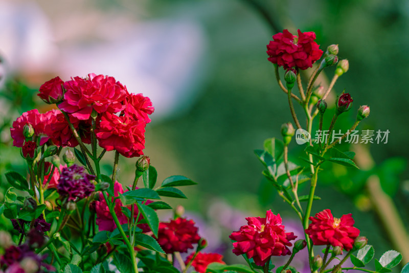 海棠花红花花卉