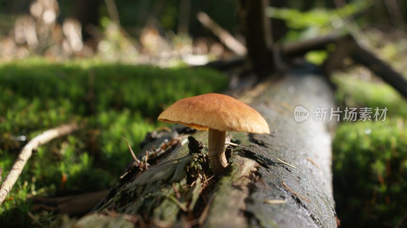 野生菌蘑菇生长环境菌类山菌野生菌