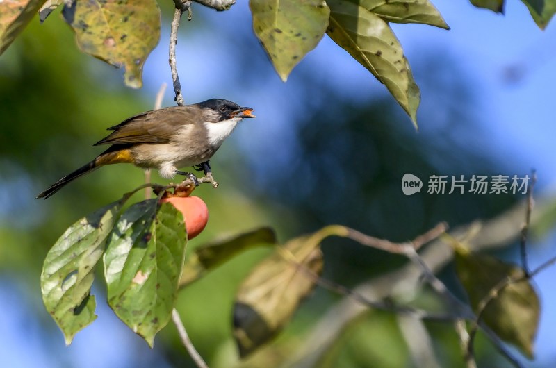 重庆酉阳：“灯笼”上的来客