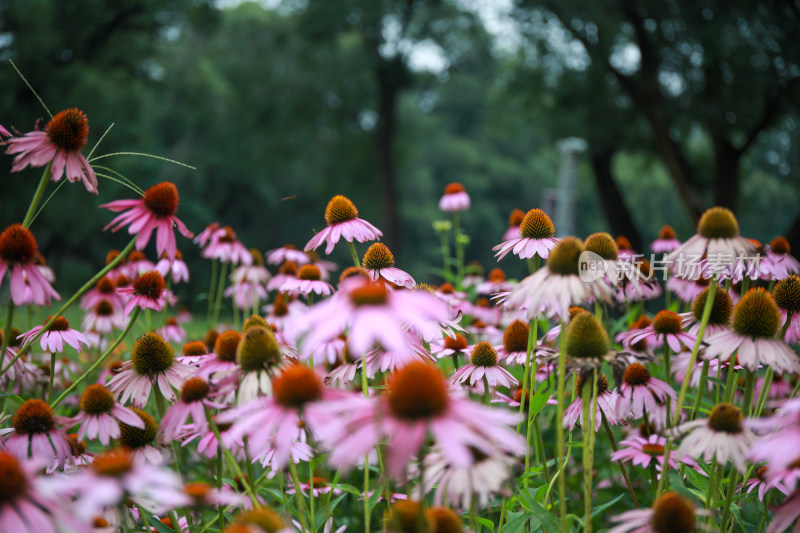 景区公园鲜花盛开蝴蝶自来图片素材