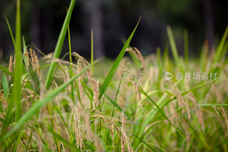 秋天种植的水稻稻穗低下