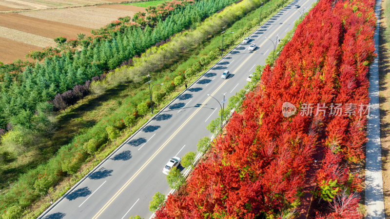 农村公路绿化秋天红叶