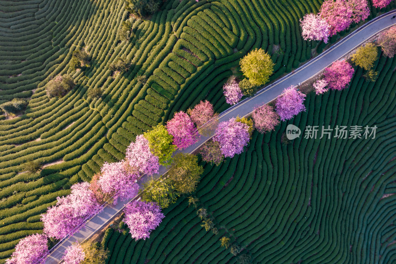 福建龙岩永福台品樱花茶园