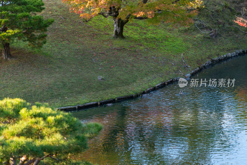 水边草地树木风景图