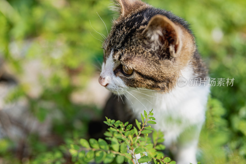 小猫咪、狸花猫、宠物猫