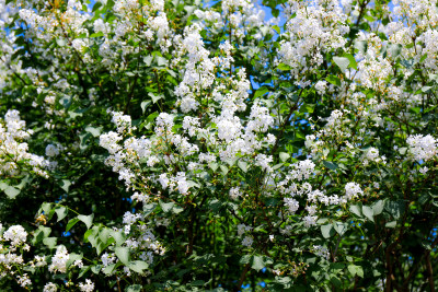 丁香花花卉