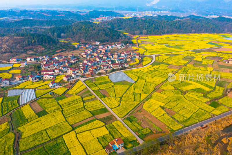 航拍春天乡村的油菜花田