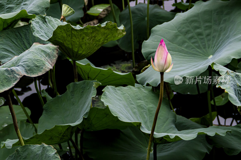 夏末荷花