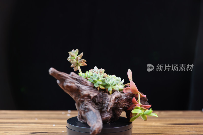 盆栽植物多肉