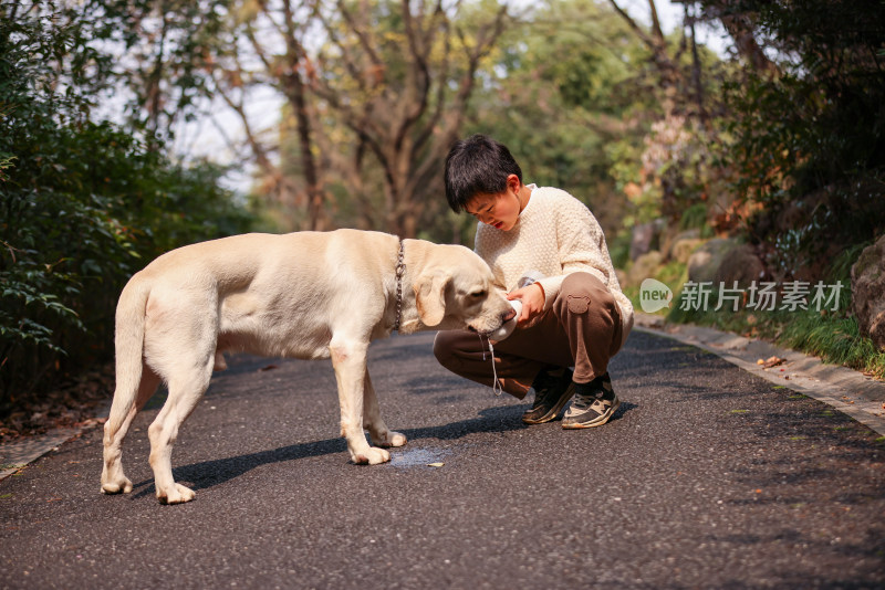 一个中国小男孩和他的宠物拉布拉多犬