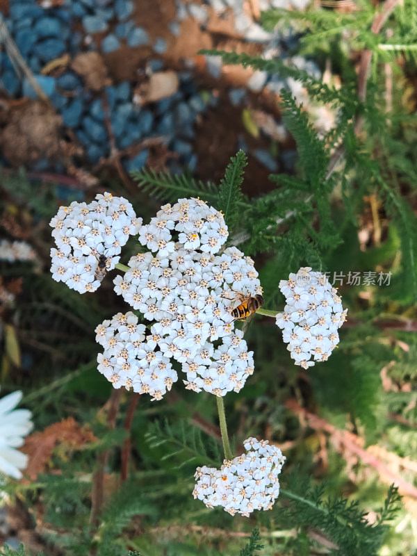 阿那亚风景人文