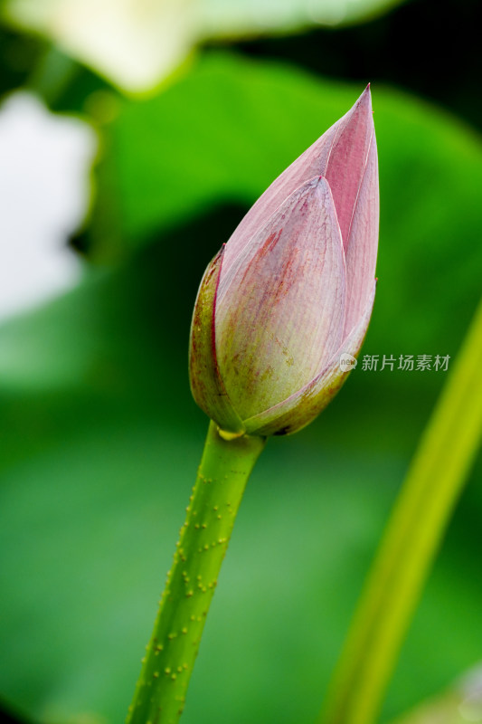 夏天含苞待放的荷花花苞