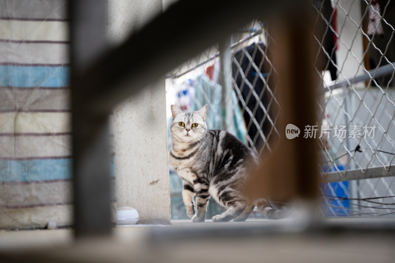 短毛猫斑纹猫在农村户外