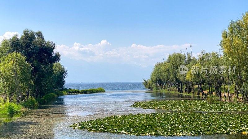 湖畔绿树与水生植物风景