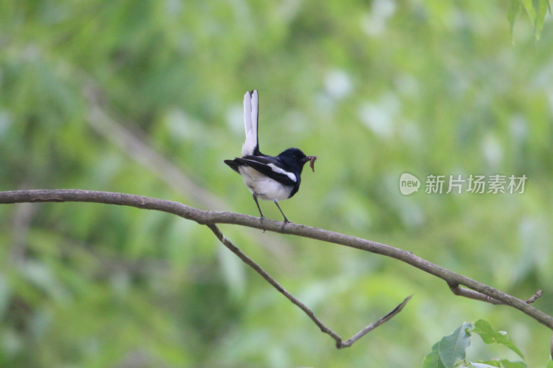 鹊鸲采食归来