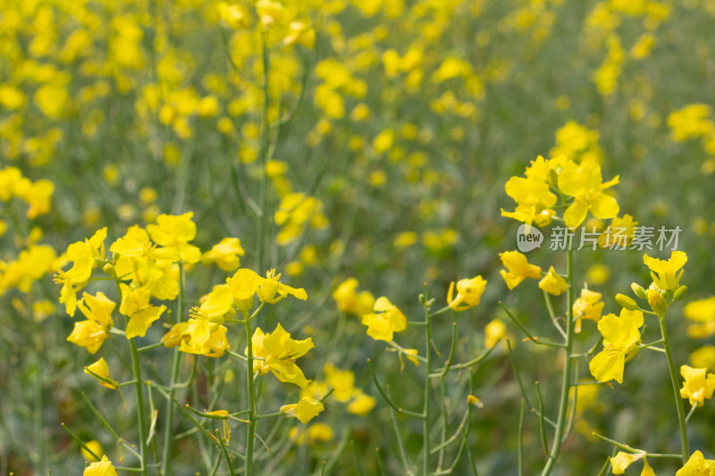 美丽的黄色油菜花田近景特写