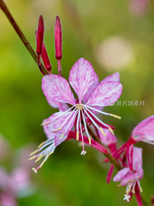 春天的山桃草开花