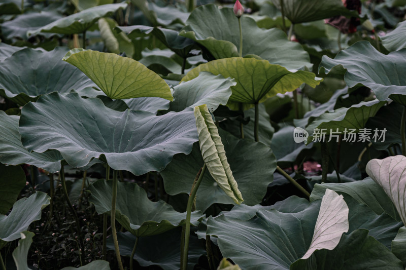 雨后荷花