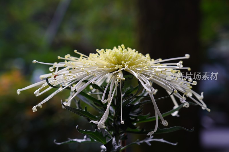 菊展菊花