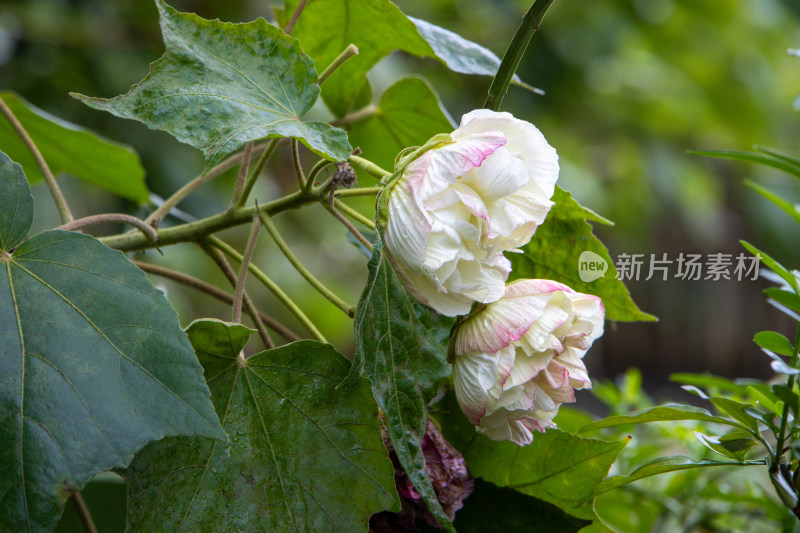 雨后的粉白色木芙蓉