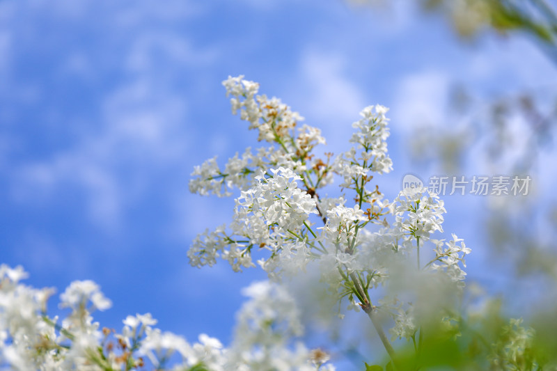 白色丁香花