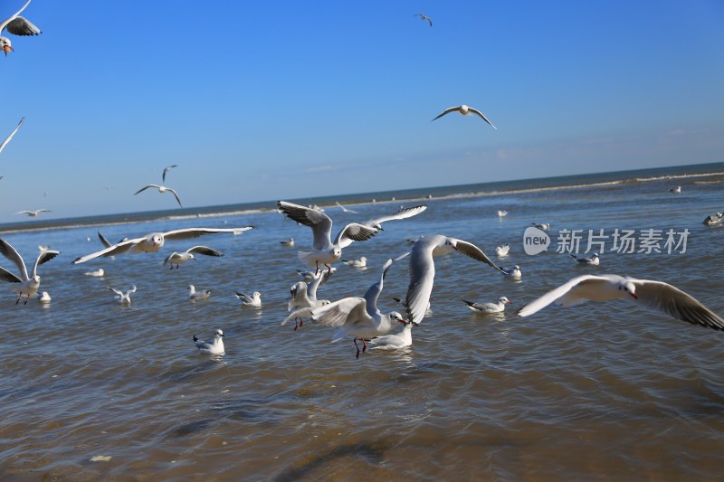 海鸥 北戴河