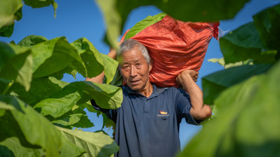 烟叶采收烘烤烟草生产现代农业农民务工