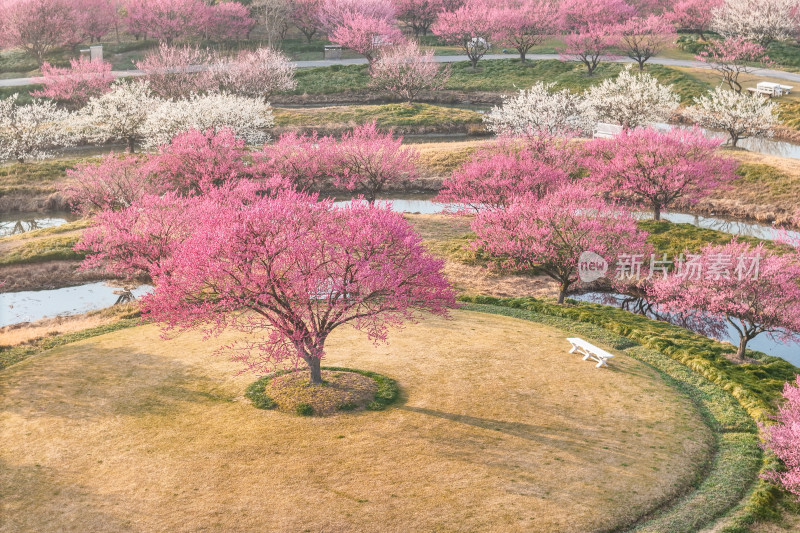 花开海上梅花节