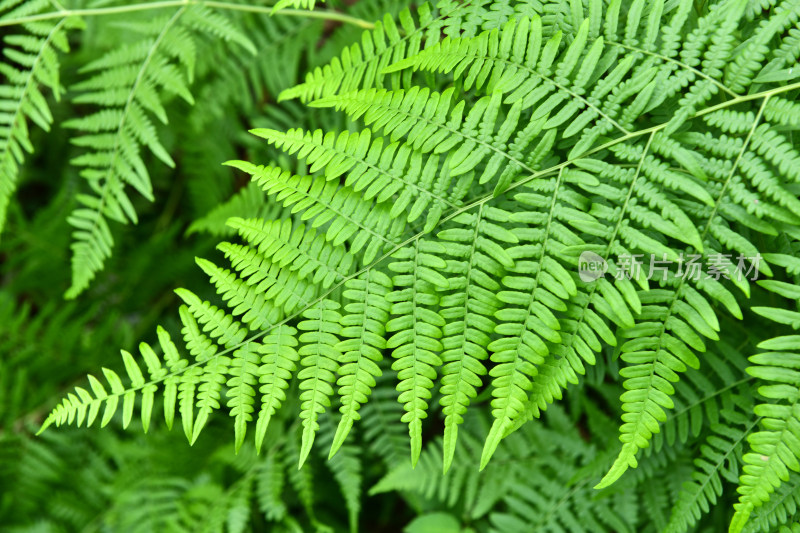 蕨类植物绿叶背景