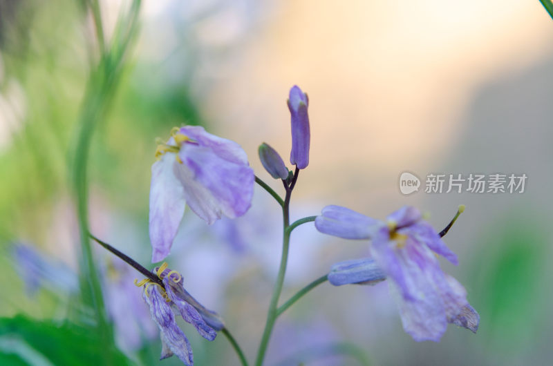 紫色花卉诸葛菜微距特写