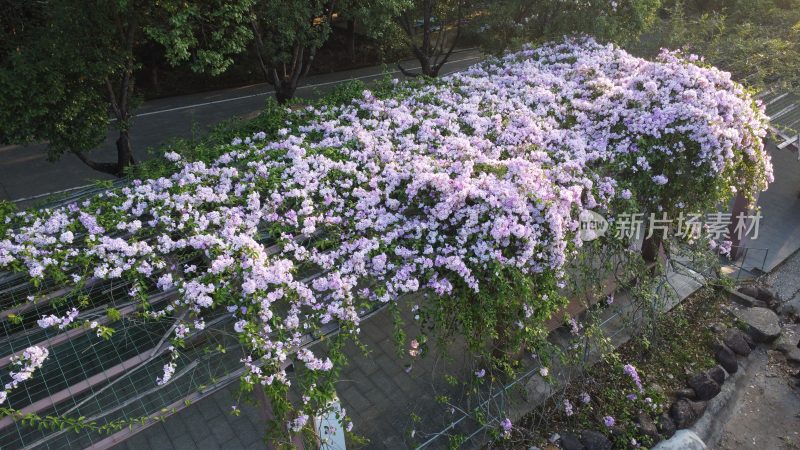 广东东莞：蒜香藤花开