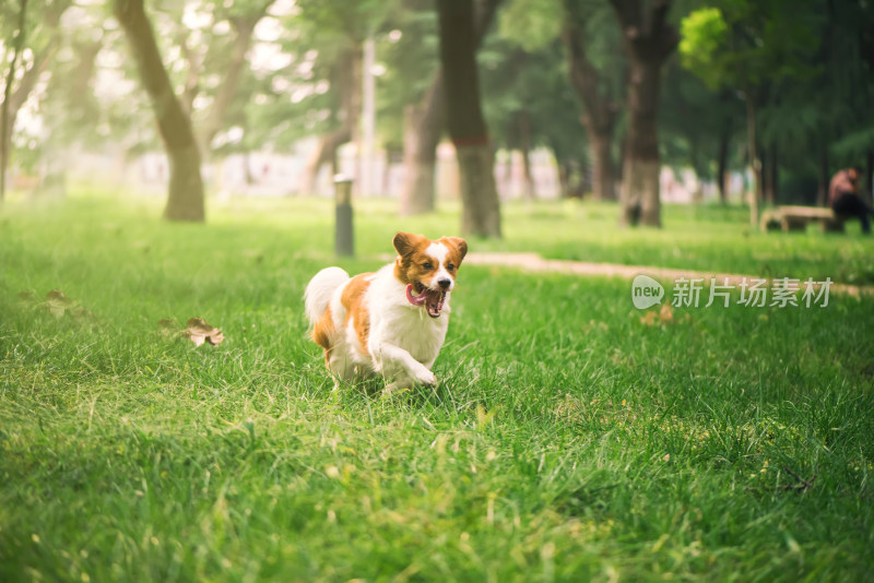 一只在城市公园内玩耍的牧羊犬