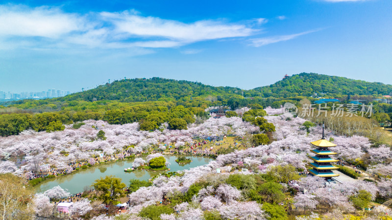 湖北武汉东湖樱花园里的五重塔远景航拍