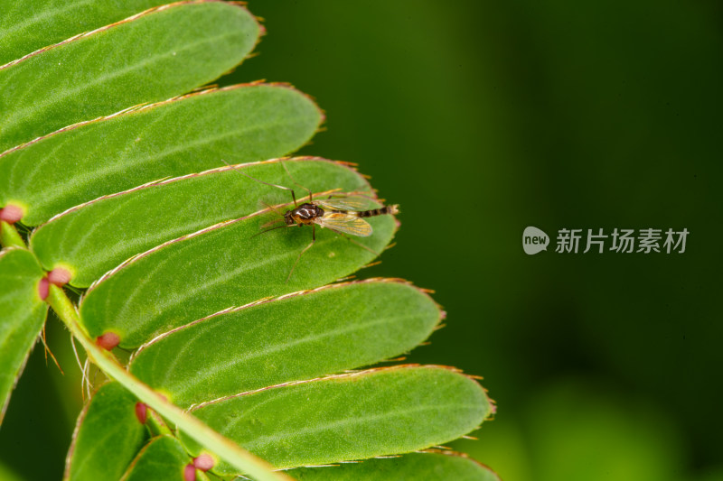 绿叶上停留着一只蚊子的微观景象