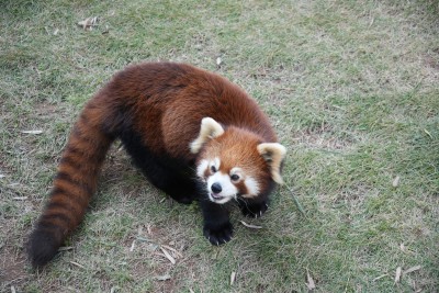 小熊猫在草地行走背影