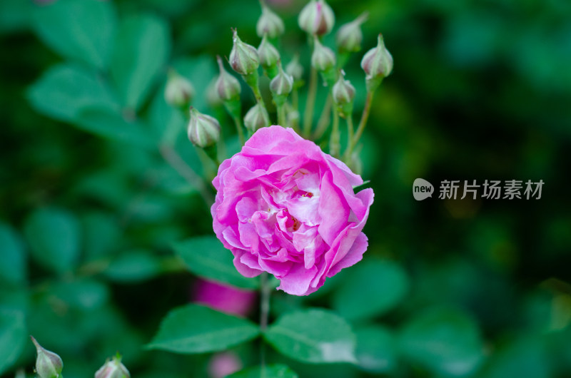 花园中的一朵粉红色蔷薇花后有一堆花骨朵