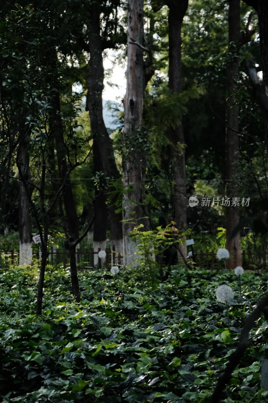 茂密树林中绿植繁茂生机勃勃