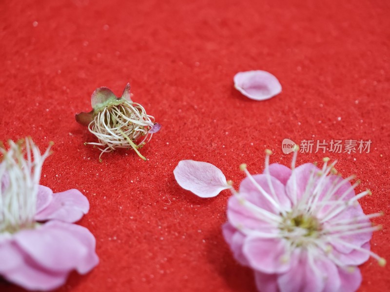 红色背景上的粉色花朵