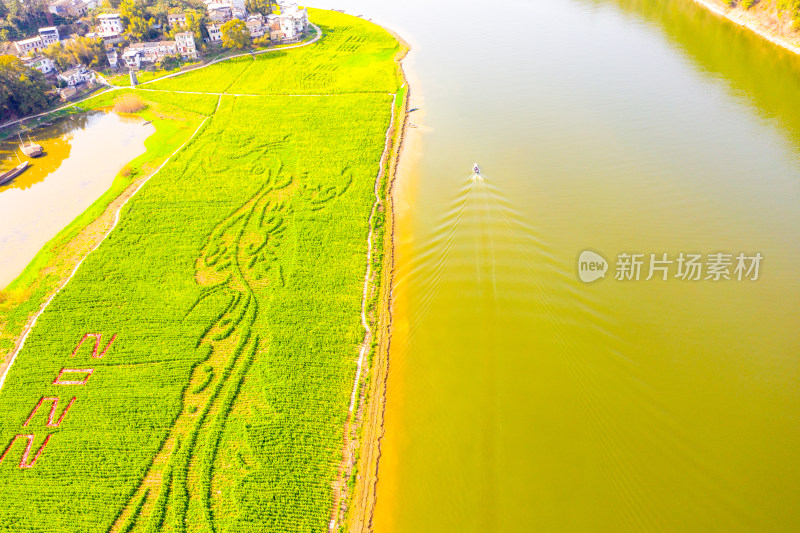 中国新安江百里画廊油菜花